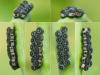 Eurydema ventralis